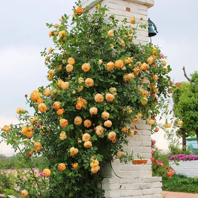 🔥BIG SUMMER SALE – GET 49% OFF TODAY🔥 Climbing Vine Rose Flower Seeds 🌹
