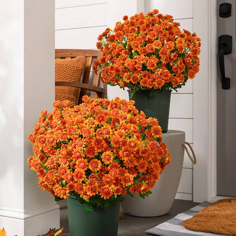 💥Last Day Each Only $2.99🌼- Artificial Outdoor Sunset Mums Flowers - UV resistant, Waterproof, Windproof
