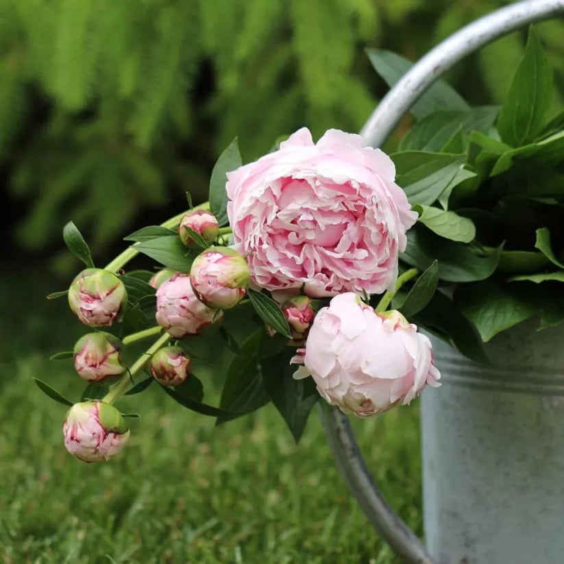 🌺The Queen Of Flowers-Peony, Double Petaled Paeonia Seed🌱