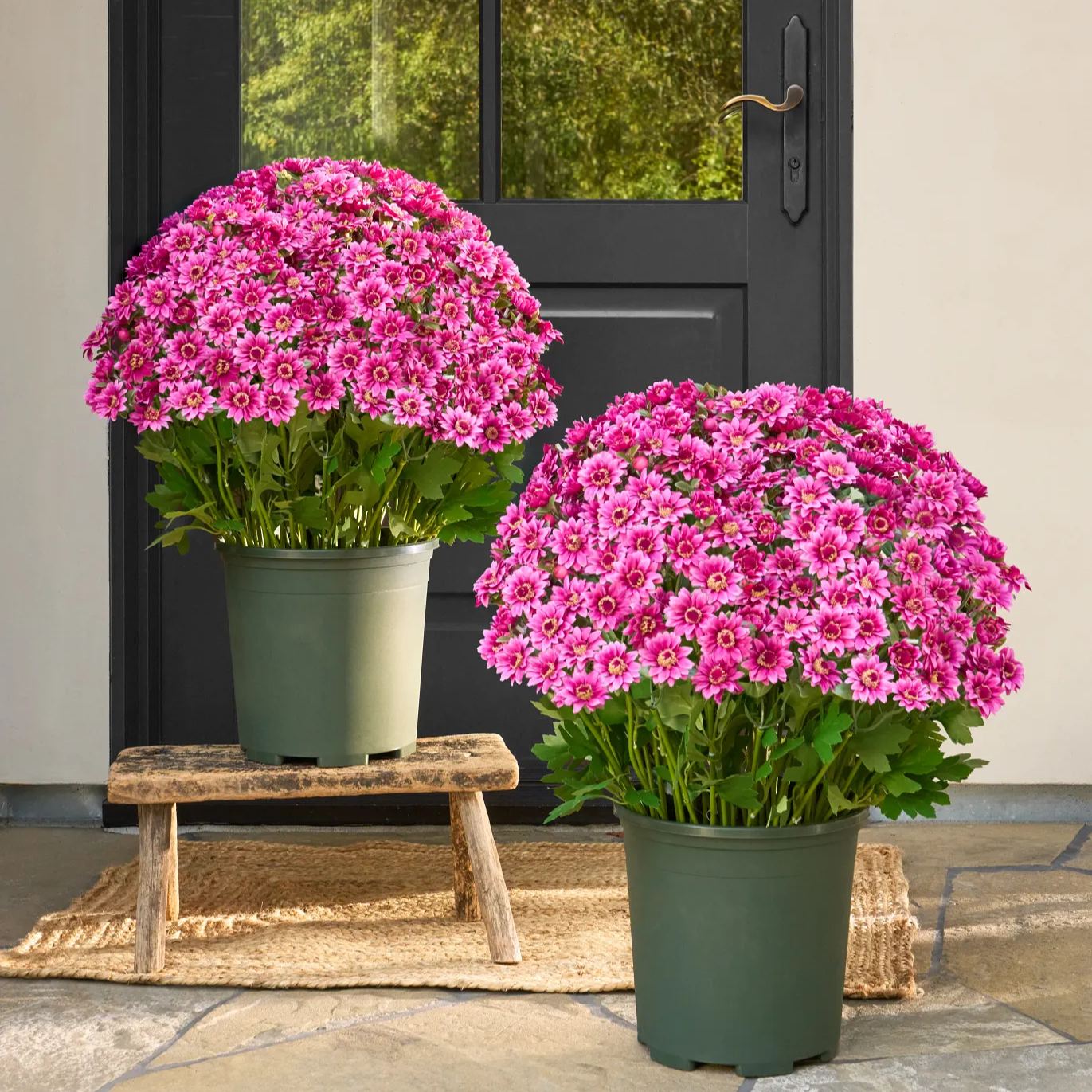 💥Last Day Each Only $2.99🌼- Artificial Outdoor Sunset Mums Flowers - UV resistant, Waterproof, Windproof