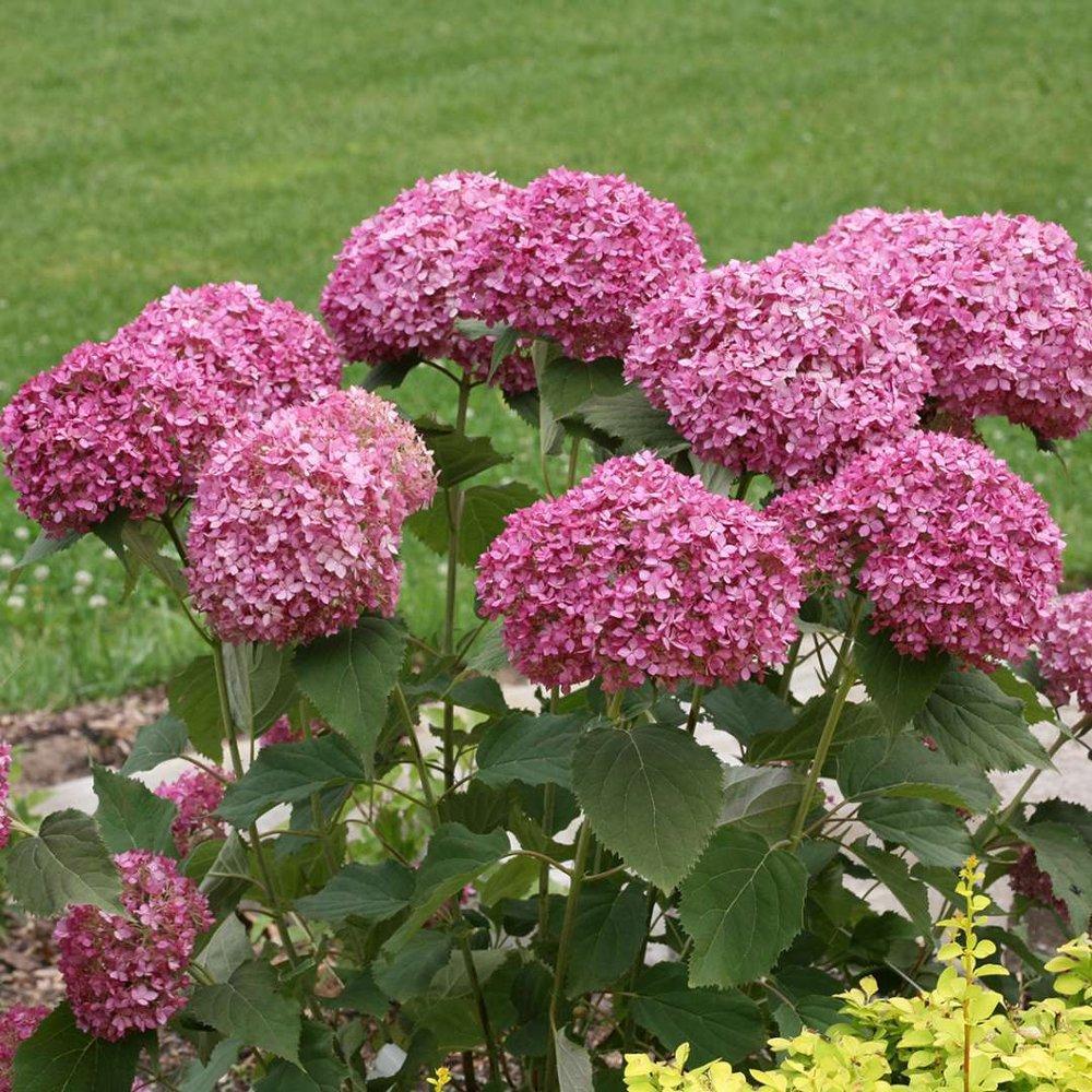 🌸Unlock Nature's Beauty - Hydrangea Seed🌱