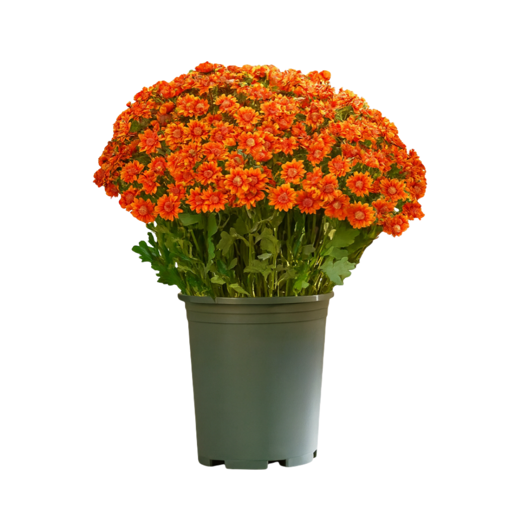 💥Last Day Each Only $2.99🌼- Artificial Outdoor Sunset Mums Flowers - UV resistant, Waterproof, Windproof