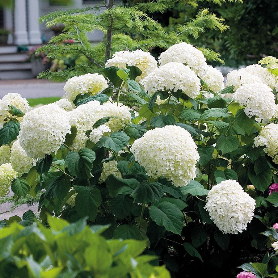 🌸Unlock Nature's Beauty - Hydrangea Seed🌱