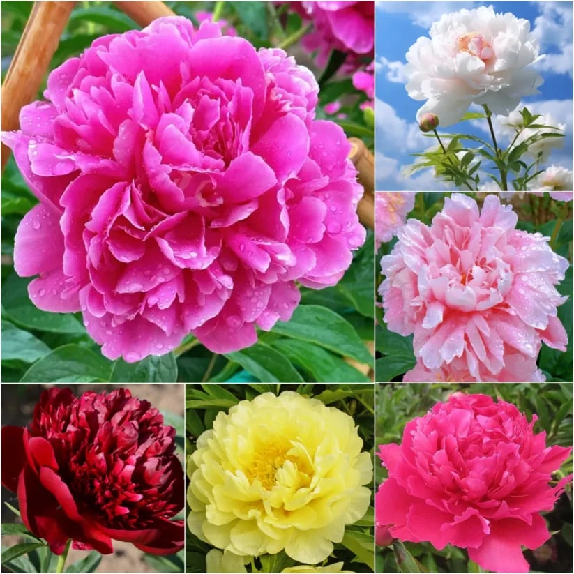 🌺The Queen Of  Flowers-Peony, Double Petaled Paeonia Seed🌱