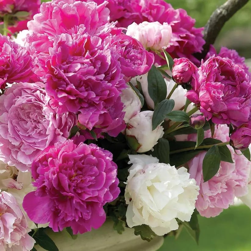 🌺The Queen Of  Flowers-Peony, Double Petaled Paeonia Seed🌱