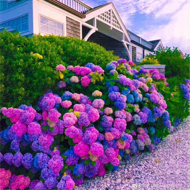 🌸Unlock Nature's Beauty - Hydrangea Seed🌱