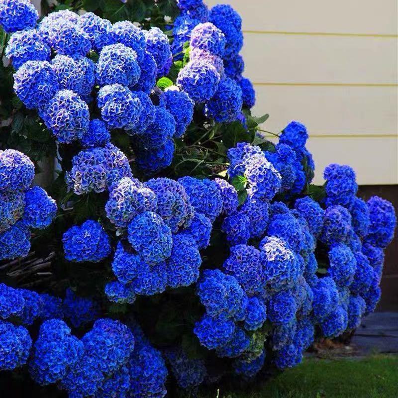 🌸Unlock Nature's Beauty - Hydrangea Seed🌱