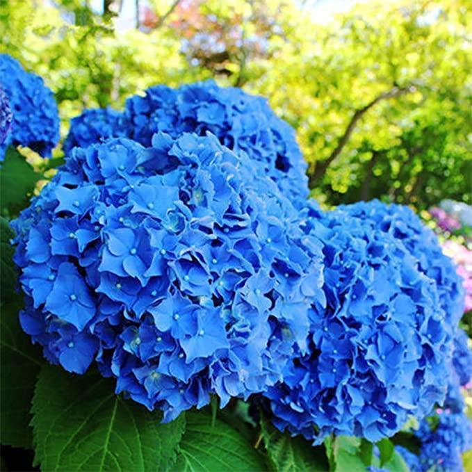 🌸Unlock Nature's Beauty - Hydrangea Seed🌱