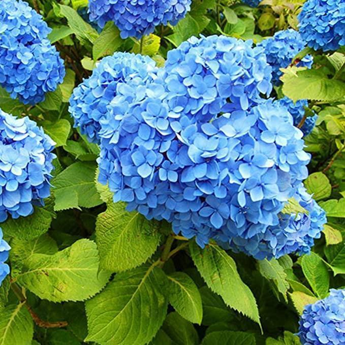 🌸Unlock Nature's Beauty - Hydrangea Seed🌱