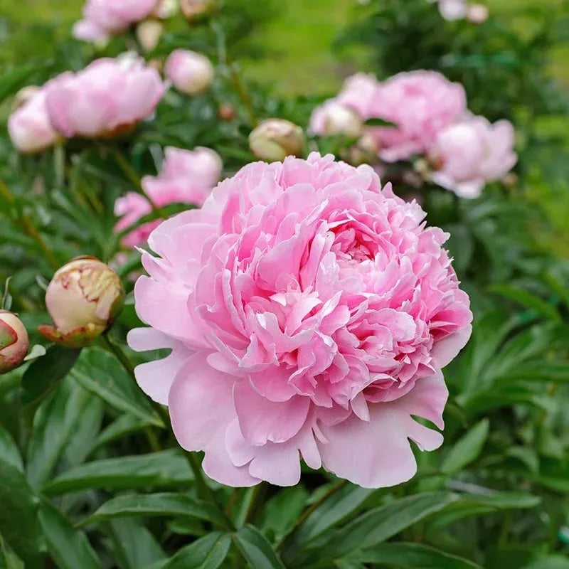 🌺The Queen Of  Flowers-Peony, Double Petaled Paeonia Seed🌱