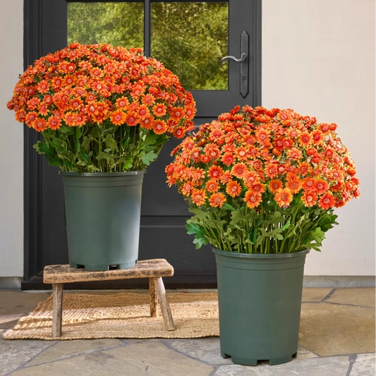 💥Last Day Each Only $2.99🌼- Artificial Outdoor Sunset Mums Flowers - UV resistant, Waterproof, Windproof