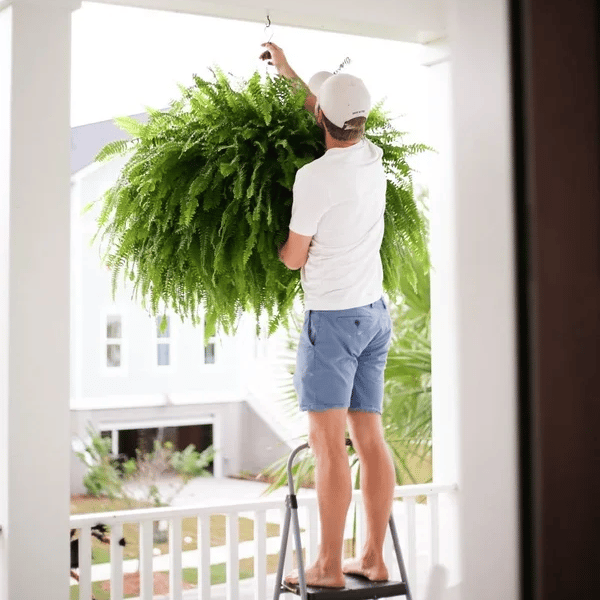 🔥 $9.98 On Sale Only Today 🌱 UV-Resistant Lifelike Artificial Boston Fern