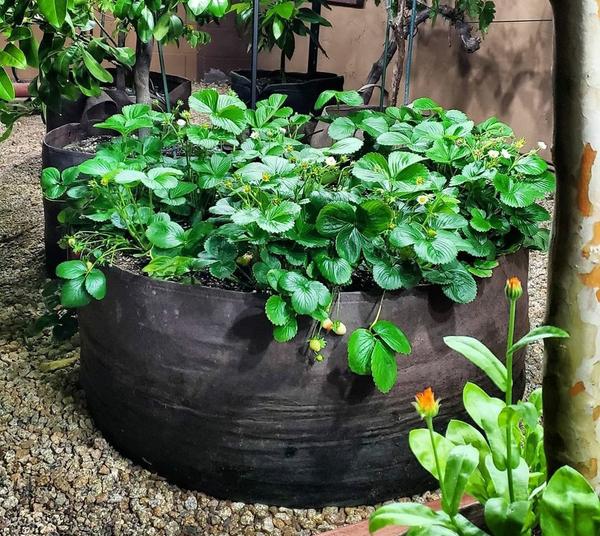 🔥Last Day Promotion 49% OFF🔥Garden Raised Planting Bed
