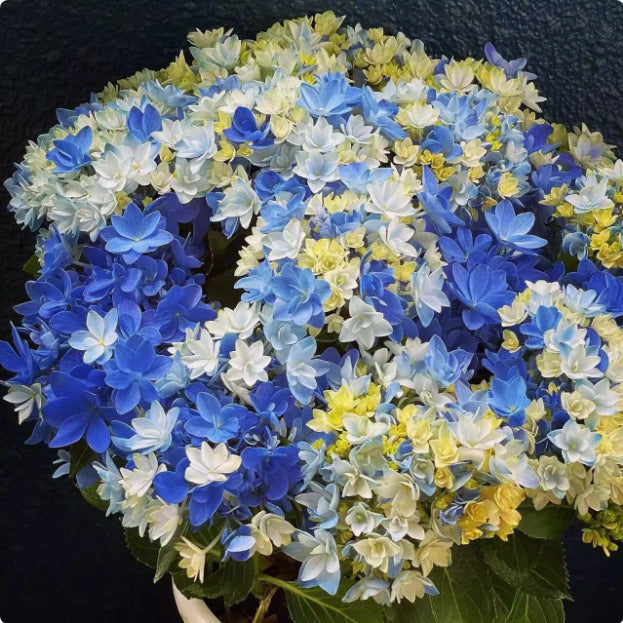 🌸Unlock Nature's Beauty - Hydrangea Seed🌱