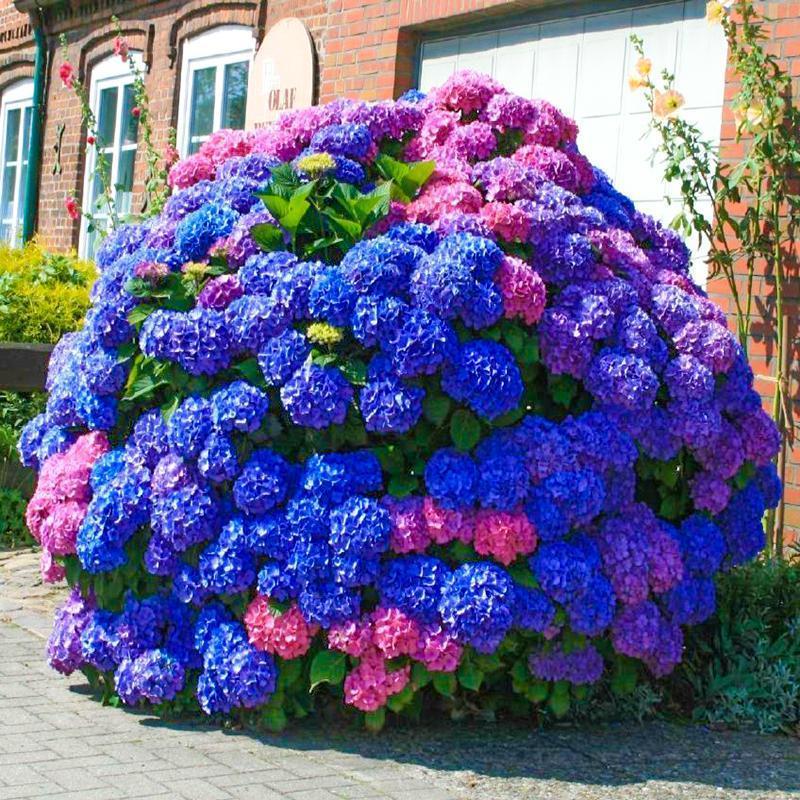 🌸Unlock Nature's Beauty - Hydrangea Seed🌱