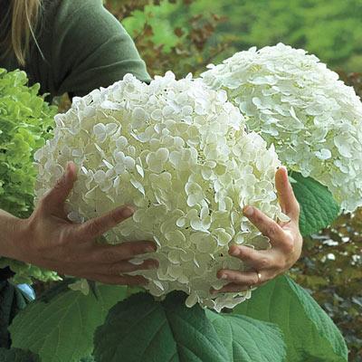 🌸Unlock Nature's Beauty - Hydrangea Seed🌱