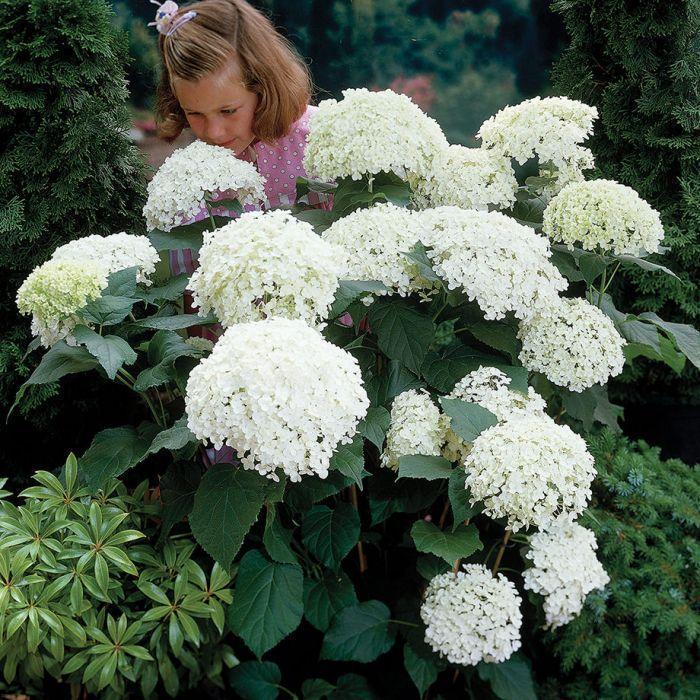 🌸Unlock Nature's Beauty - Hydrangea Seed🌱