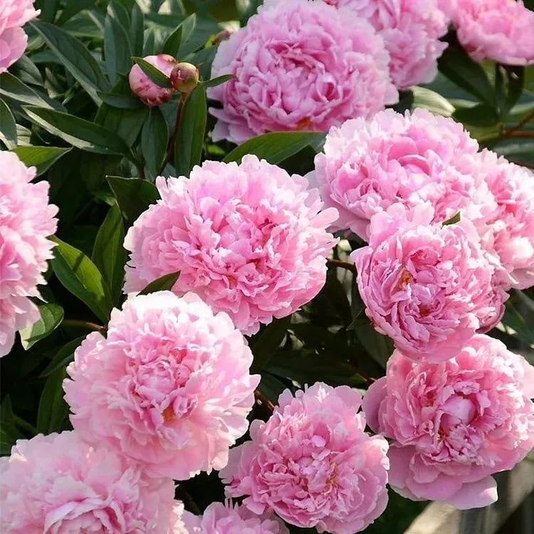 🌺The Queen Of  Flowers-Peony, Double Petaled Paeonia Seed🌱