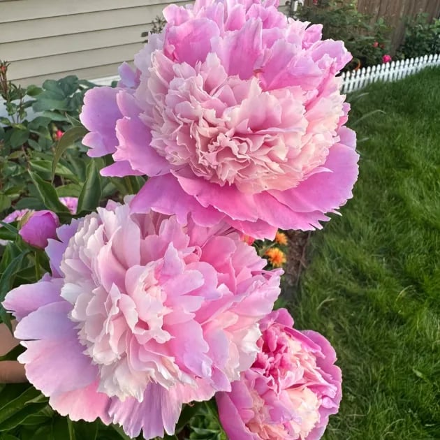 🌺The Queen Of  Flowers-Peony, Double Petaled Paeonia Seed🌱