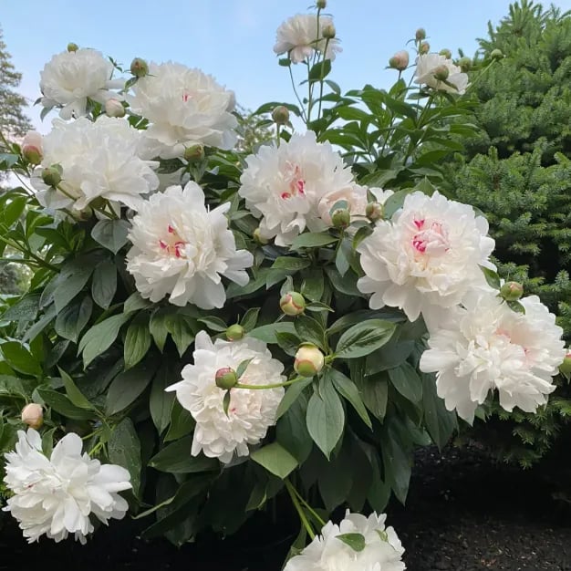 🌺The Queen Of  Flowers-Peony, Double Petaled Paeonia Seed🌱