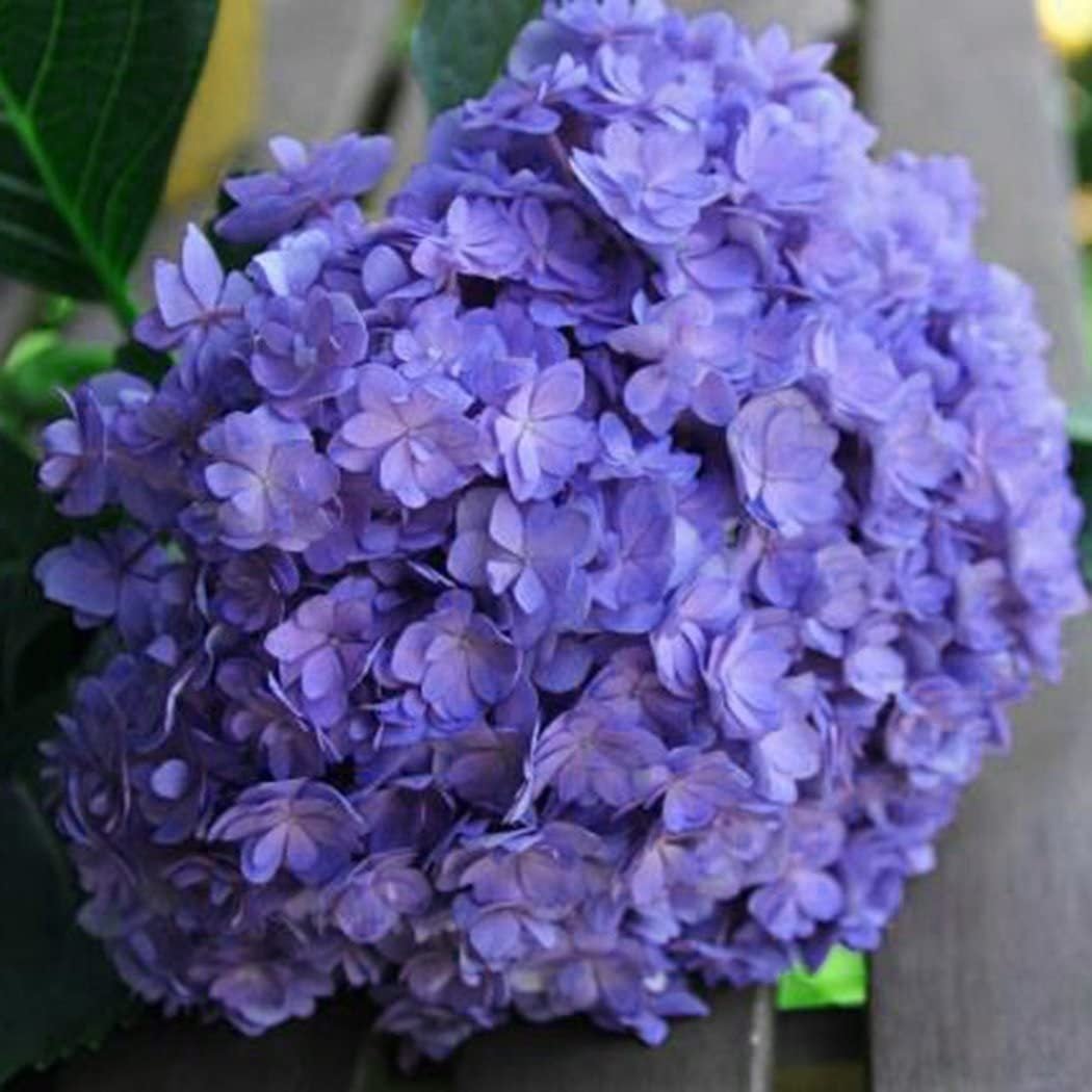 🌸Unlock Nature's Beauty - Hydrangea Seed🌱