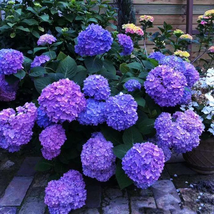 🌸Unlock Nature's Beauty - Hydrangea Seed🌱