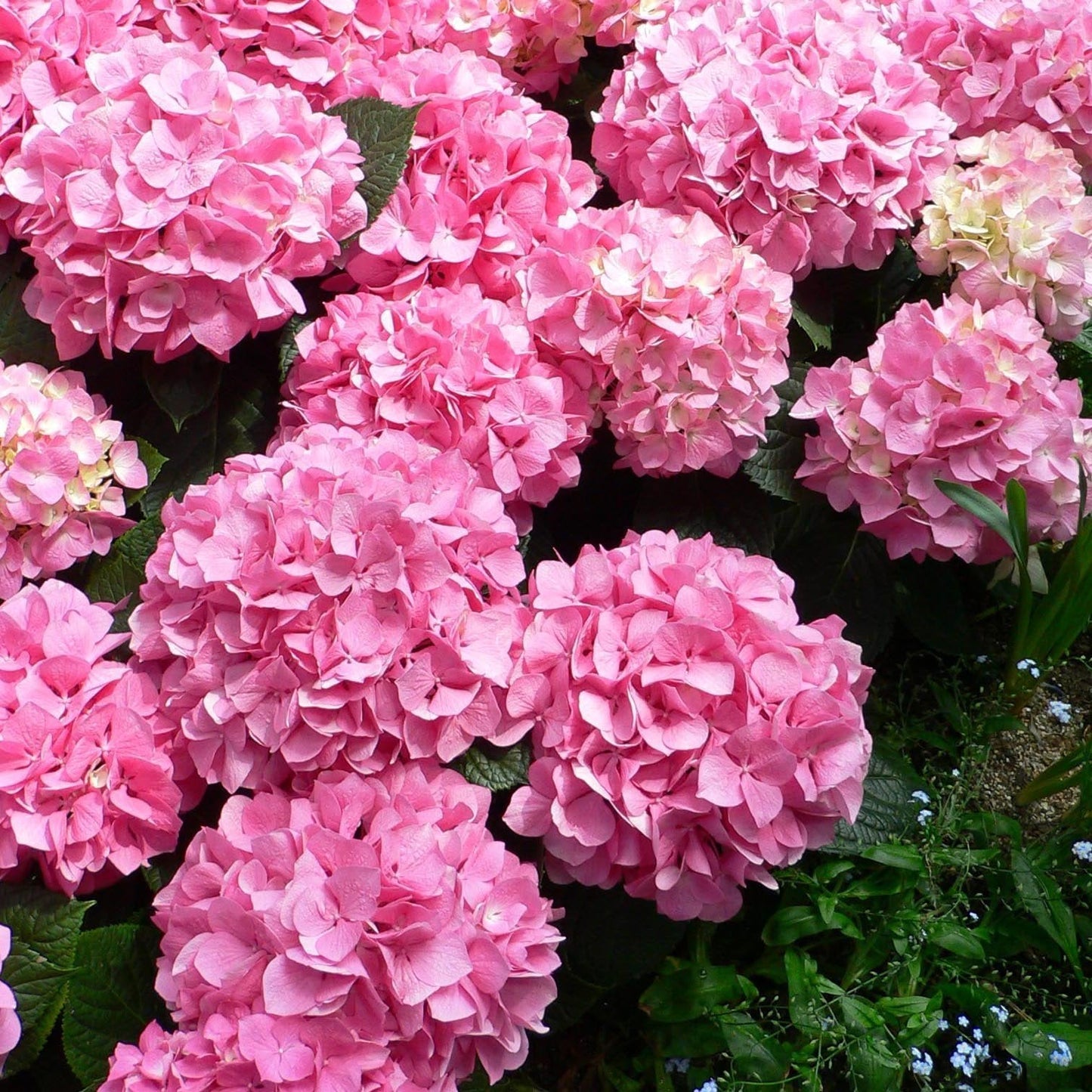 🌸Unlock Nature's Beauty - Hydrangea Seed🌱