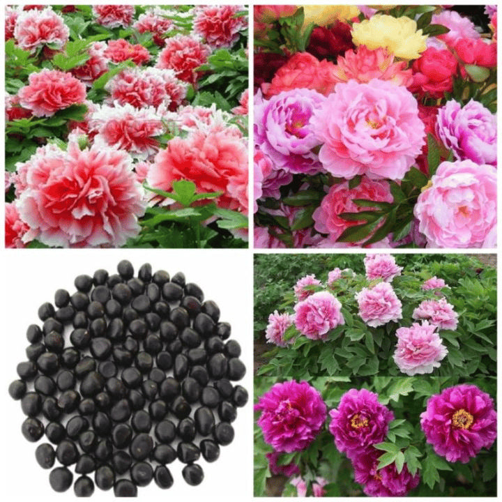 🌺The Queen Of  Flowers-Peony, Double Petaled Paeonia Seed🌱
