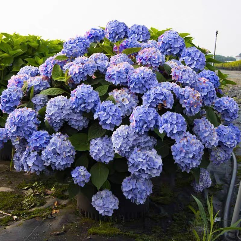 🌸Unlock Nature's Beauty - Hydrangea Seed🌱