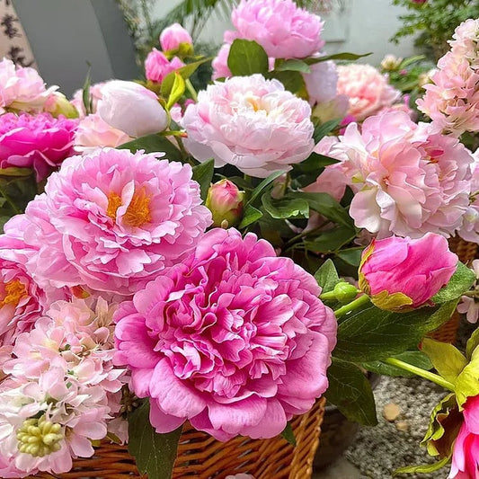 🌺The Queen Of  Flowers-Peony, Double Petaled Paeonia Seed🌱