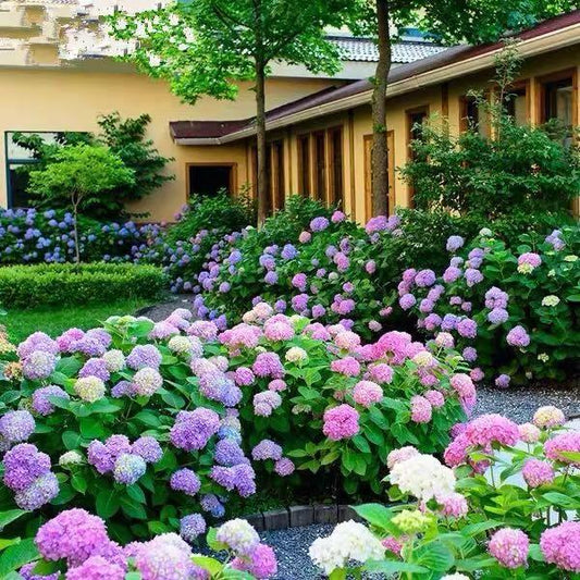 🌸Unlock Nature's Beauty - Hydrangea Seed🌱
